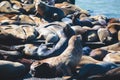 View of Pier 39 with seals and sea lions on wooden platforms in Fisherman`s Wharf of San Francisco bay, California, USA Royalty Free Stock Photo