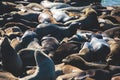 View of Pier 39 with seals and sea lions on wooden platforms in Fisherman`s Wharf of San Francisco bay, California, USA Royalty Free Stock Photo