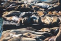 View of Pier 39 with seals and sea lions on wooden platforms in Fisherman`s Wharf of San Francisco bay, California, USA Royalty Free Stock Photo