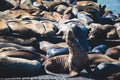 View of Pier 39 with seals and sea lions on wooden platforms in Fisherman`s Wharf of San Francisco bay, California, USA Royalty Free Stock Photo