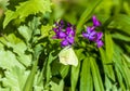 A view of a Pieridae white butterfly in the village of Chipping Warden, UK