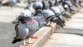 View of the pigeon Columbidae. Pigeons and doves are distributed everywhere on Earth, except for the driest areas.