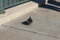 Pigeon over concrete floor close to bay