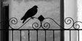 View of pigeon silhouette on wrought iron railing Royalty Free Stock Photo