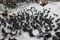View of pigeons with snow in front of Eyup Sultan Mosque.