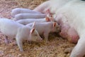 A view of Piglet drinking their mother`s milk.