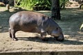 A view of a Pigmy Hippo Royalty Free Stock Photo