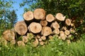 View a pile of cut tree aspen trunks stacked up in a pile.