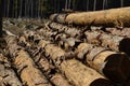 A view of a pile of felled tree trunks which are infested with bark beetles. Royalty Free Stock Photo
