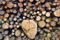 Large and Small Logs Felled from Scottish Forest