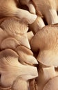 View of a pile of Oyster mushrooms(Pleurotus ostreatus