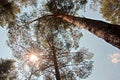 View of the pine forest on a b right sunny day. Nature of Ukraine.