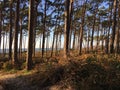 View from the pine forest on the Darss peninsula to the Baltic Sea