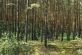 View of a pine forest on a hot summer day