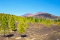 View of pine forest on lava rocks in Tenerife, Spain Royalty Free Stock Photo