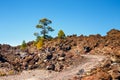 View of pine forest on lava rocks in Tenerife, Spain Royalty Free Stock Photo