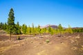 View of pine forest on lava rocks in Tenerife, Spain Royalty Free Stock Photo