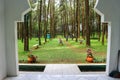 View of the pine forest from the mosque window. the scenery is very amazing and cool