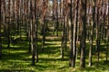 Pine forest Royalty Free Stock Photo