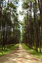 View of a Pine Plantation