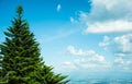 The view of a pine tree among the blue sky with the white clound at the picture`s right side