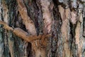 View of a pine tree trunk. Background Royalty Free Stock Photo