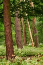 View of pine tree trunks and green plants in a forest Royalty Free Stock Photo