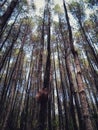 view of pine trees in the afternoon. scenery Pine forest in Mount Merbabu National Park, Central Java, Indonesia Royalty Free Stock Photo