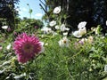 View of pink aster with white flowers in summer Tallinn