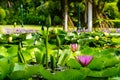 View of pink blooming lotus flowers Royalty Free Stock Photo