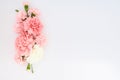 View of pink carnations on white background with copy space Royalty Free Stock Photo
