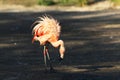 View of a pink flamengo