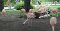 View of pink flamingo