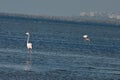 View of pink flamingos birds in Evros, Greece. Royalty Free Stock Photo