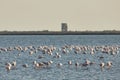 View of pink flamingos birds in Evros river, Greece. Royalty Free Stock Photo