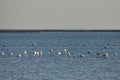 View of pink flamingos birds in Evros river, Greece. Royalty Free Stock Photo