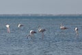 View of pink flamingos in Evros, Greece. Royalty Free Stock Photo