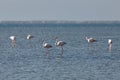 View of pink flamingos in Evros, Greece. Royalty Free Stock Photo