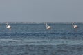 View of pink flamingos in Evros, Greece. Royalty Free Stock Photo