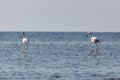 View of pink flamingos in Evros, Greece. Royalty Free Stock Photo