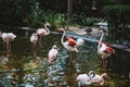 View of pink flamingos resting in the park by the pond in Hong Kong