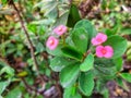View of pink flowers and green leaves at the garden Royalty Free Stock Photo