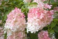 Close up view of pink hydrangea flower bloom Royalty Free Stock Photo