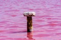 View on pink lake with Dunaliella Salina algae. Lemurian lake at south of the Ukraine