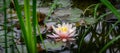 View on pink lily through blurry green leaves. Beautiful water lily or lotus flower Marliacea Rosea in old pond Royalty Free Stock Photo