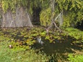 View of pink lotus water lily in lake at gulawat lotus valley indore india Royalty Free Stock Photo