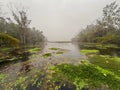 View of pink lotus water lily in lake at gulawat lotus valley indore india Royalty Free Stock Photo