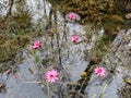 View of pink lotus water lily in lake at gulawat lotus valley indore india Royalty Free Stock Photo