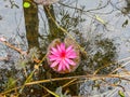 View of pink lotus water lily in lake at gulawat lotus valley indore india Royalty Free Stock Photo