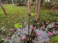 View of pink lotus water lily in lake at gulawat lotus valley indore india Royalty Free Stock Photo
